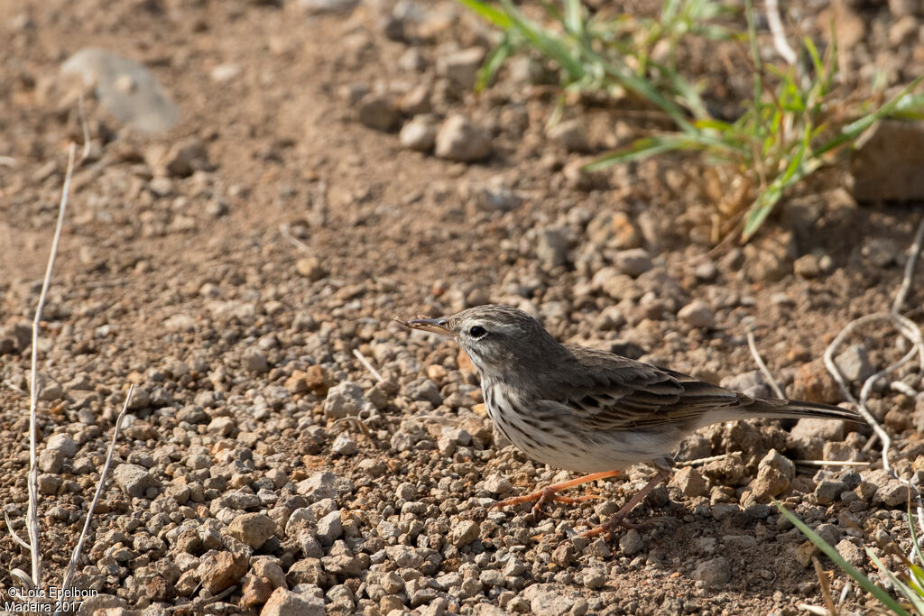 Pipit de Berthelot