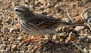 Berthelot's Pipit