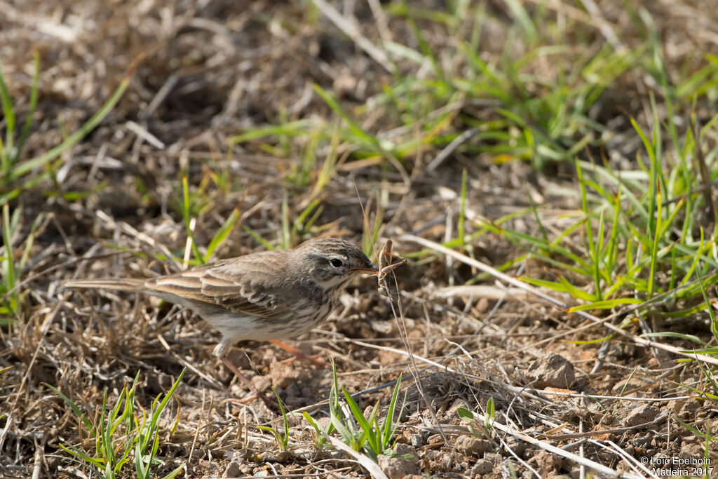 Pipit de Berthelot