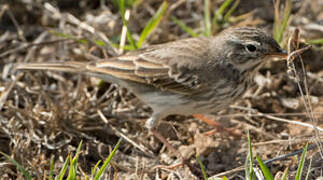 Berthelot's Pipit