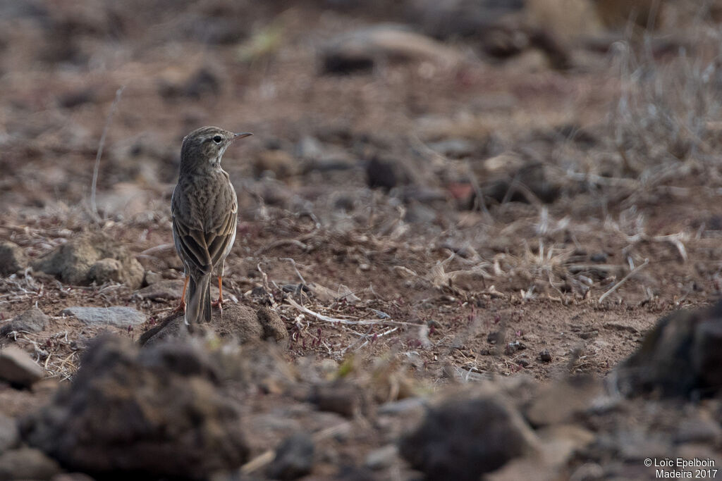 Berthelot's Pipit