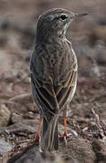 Berthelot's Pipit