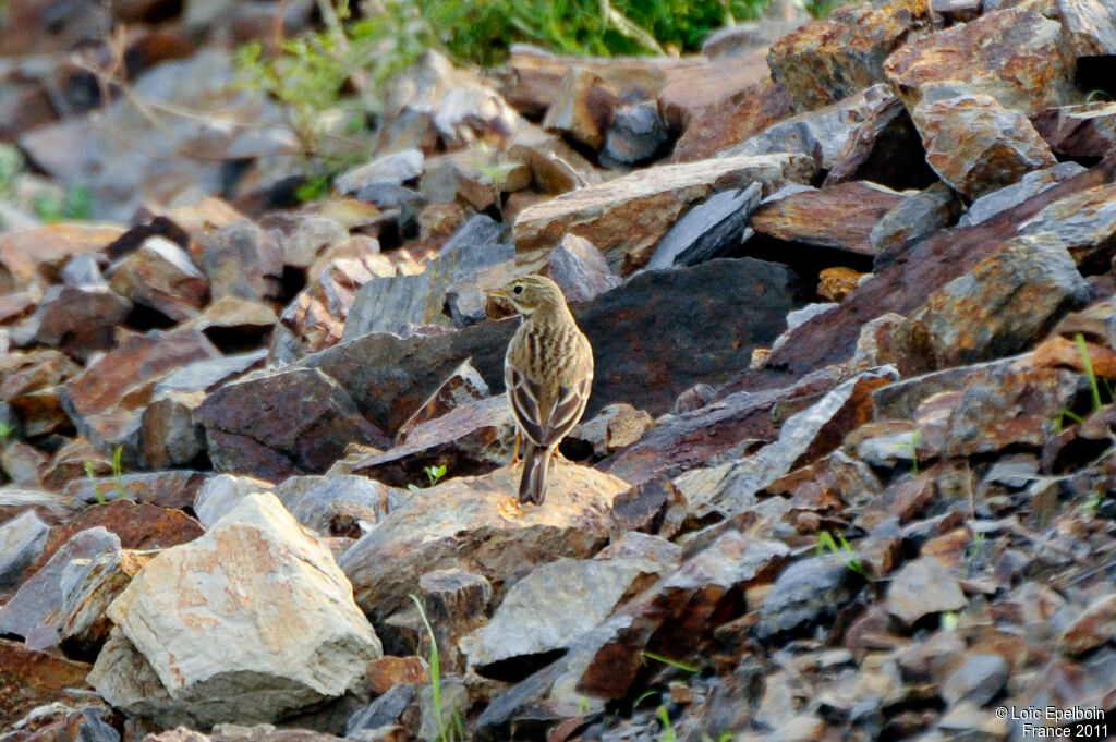 Meadow Pipit