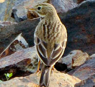 Pipit farlouse