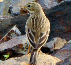 Pipit farlouse