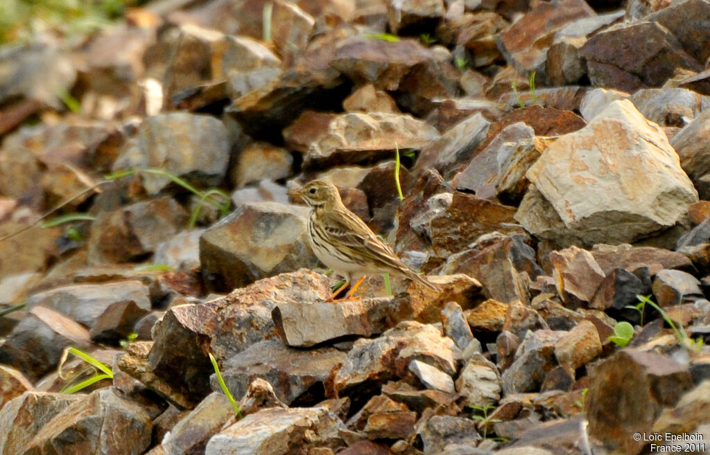 Pipit farlouse