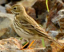 Pipit farlouse