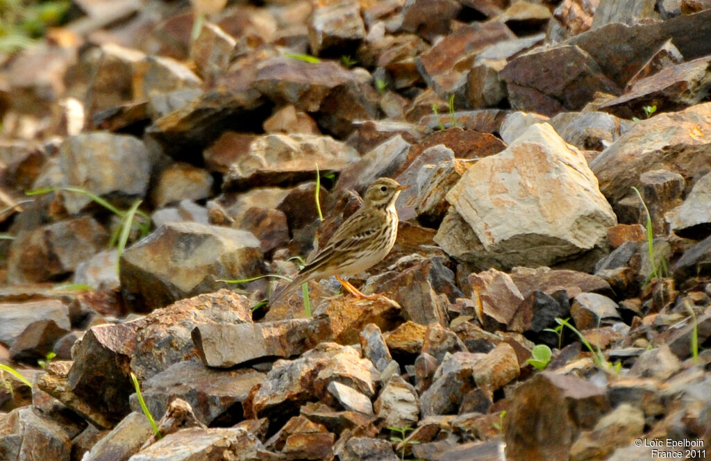 Pipit farlouse