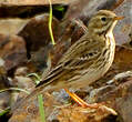 Pipit farlouse