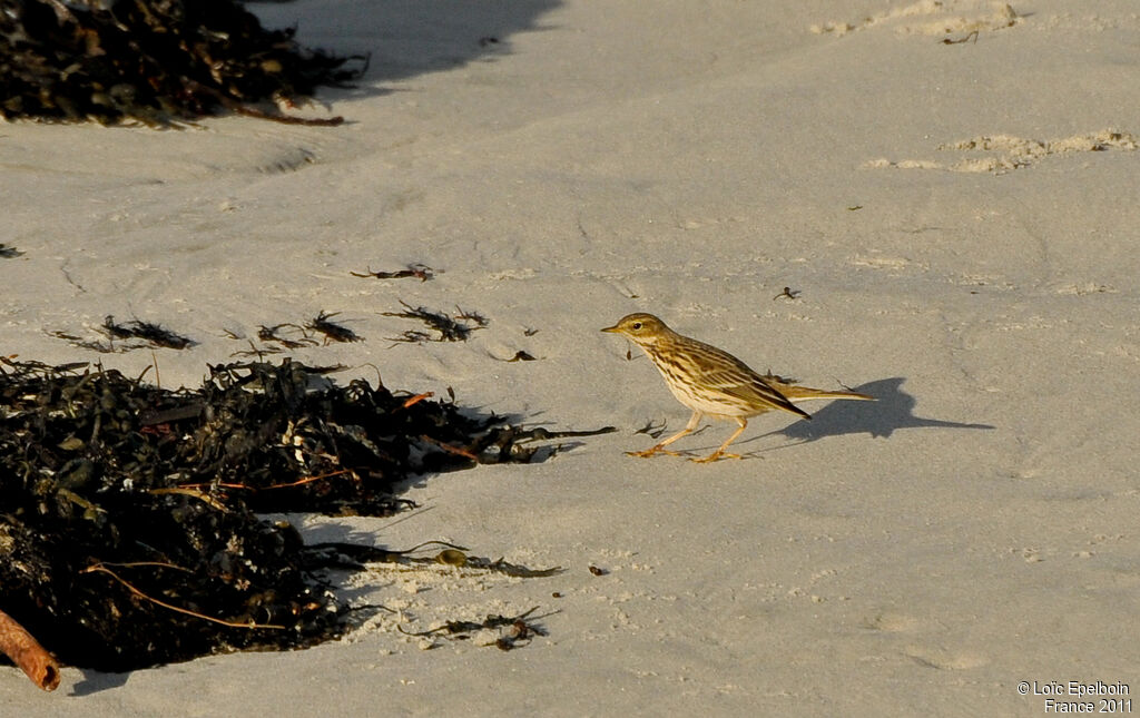 Pipit farlouse