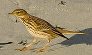 Pipit farlouse