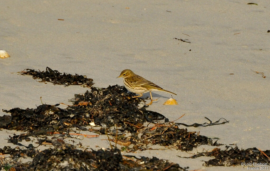 Pipit farlouse