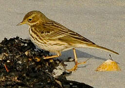 Pipit farlouse