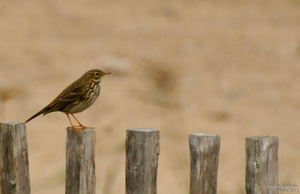 Pipit farlouse