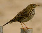 Pipit farlouse