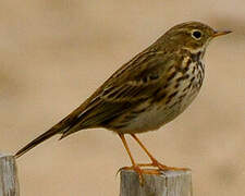 Meadow Pipit