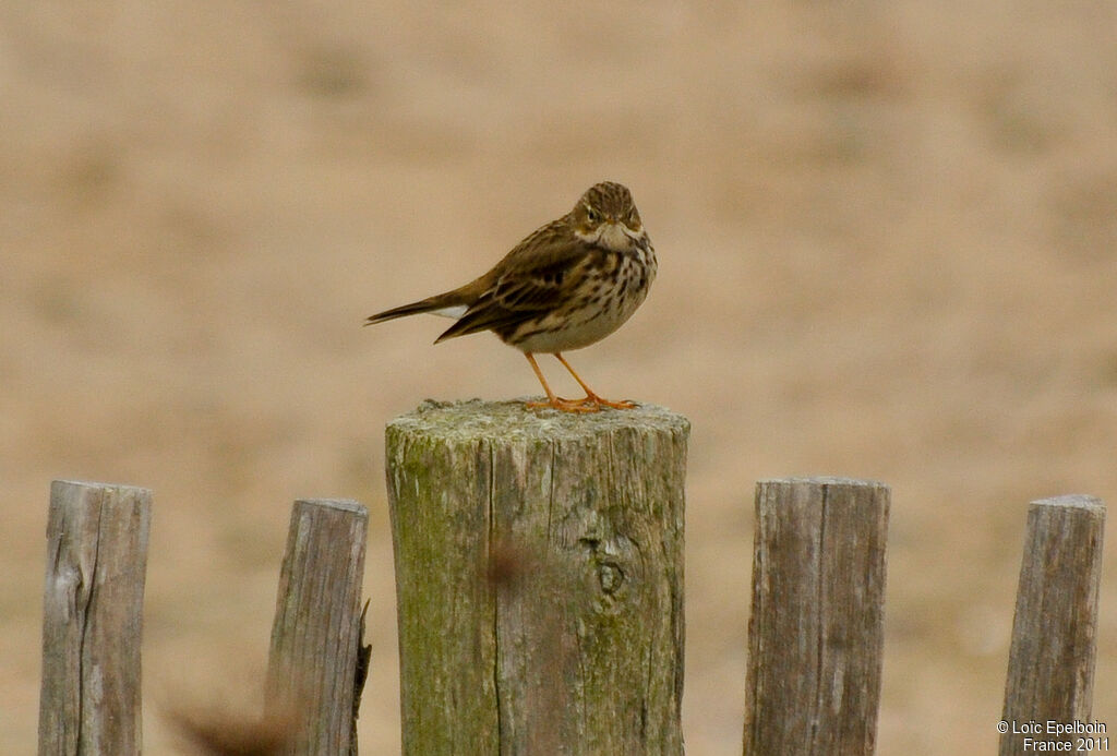 Meadow Pipit