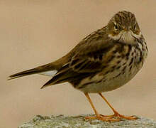 Meadow Pipit