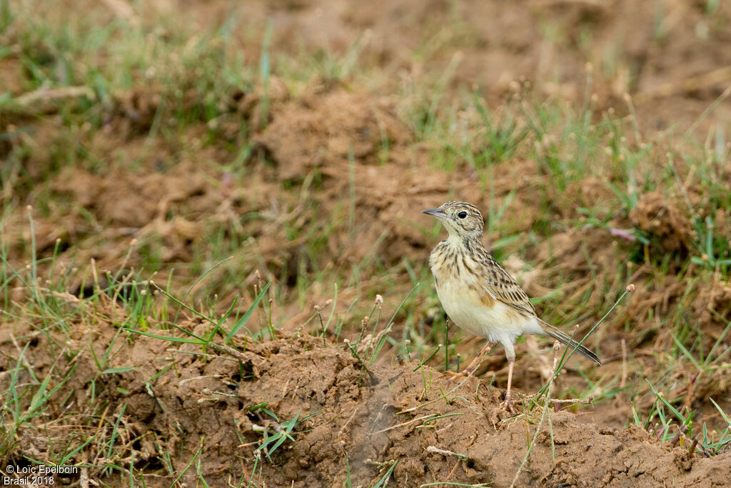 Yellowish Pipit