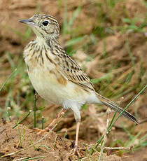 Pipit jaunâtre