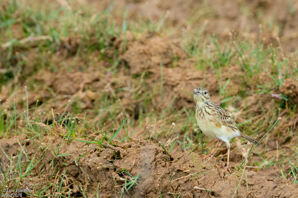 Pipit jaunâtre