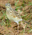 Pipit jaunâtre