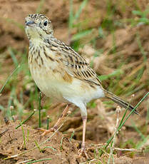 Pipit jaunâtre