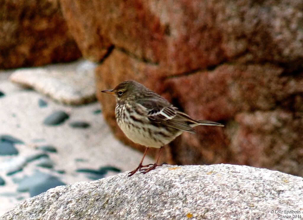 Eurasian Rock Pipit