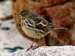 Eurasian Rock Pipit