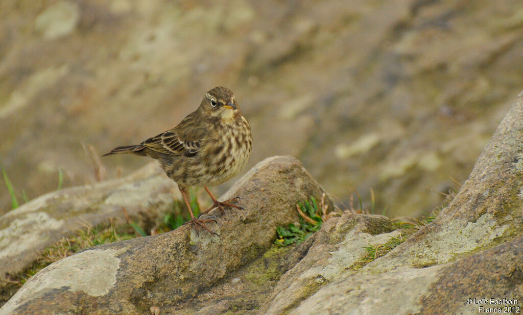 European Rock Pipit