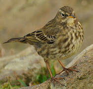 Eurasian Rock Pipit