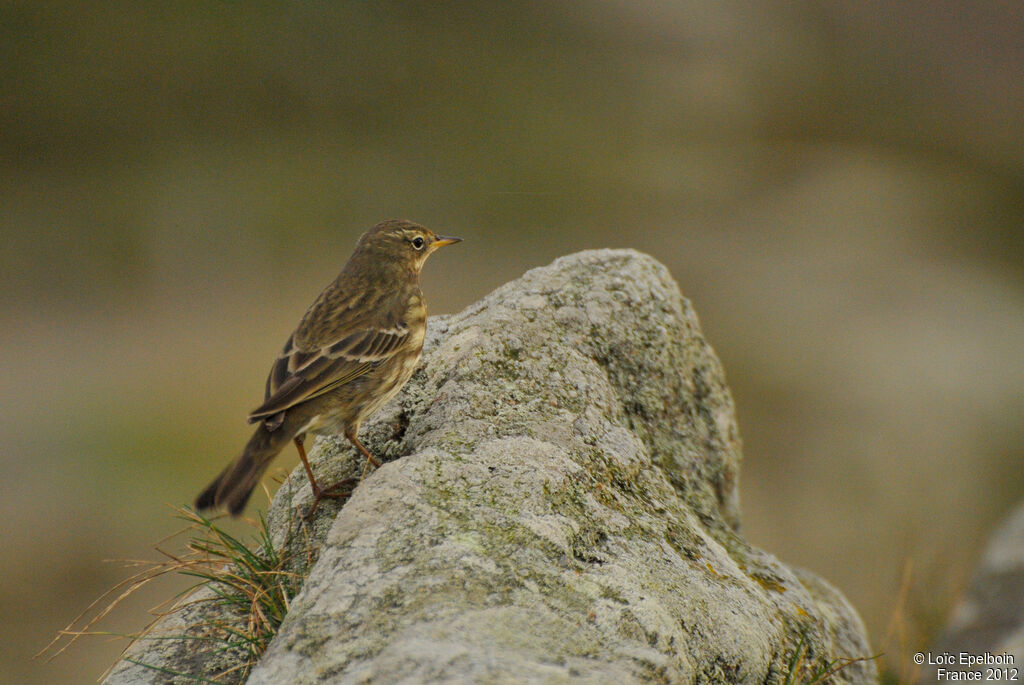 Eurasian Rock Pipit