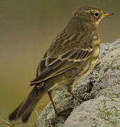 European Rock Pipit