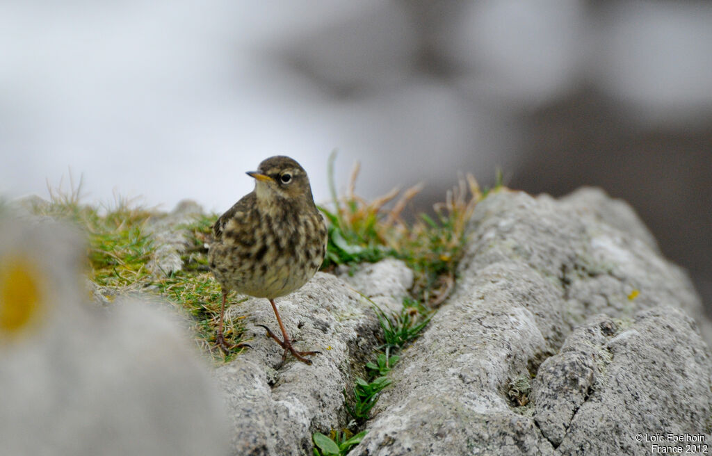 European Rock Pipit