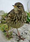 Eurasian Rock Pipit