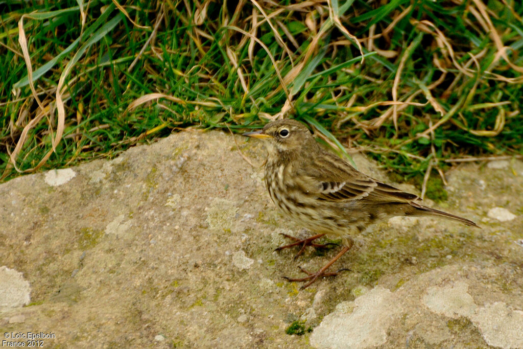 European Rock Pipit