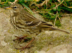 Eurasian Rock Pipit