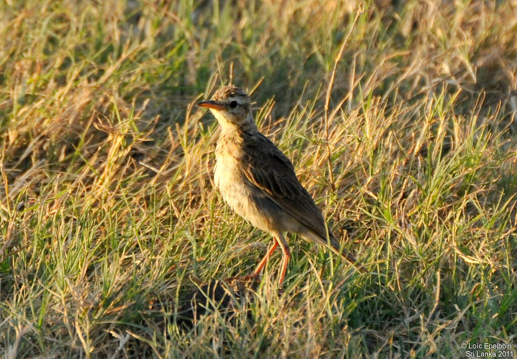 Paddyfield Pipit