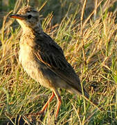 Paddyfield Pipit