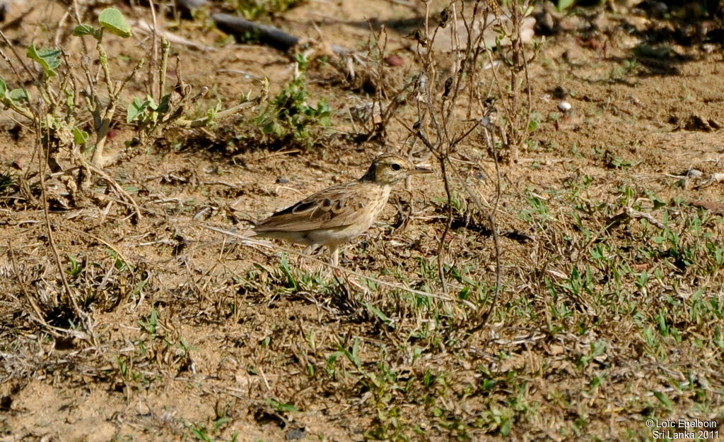 Paddyfield Pipit