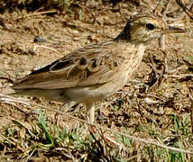 Paddyfield Pipit