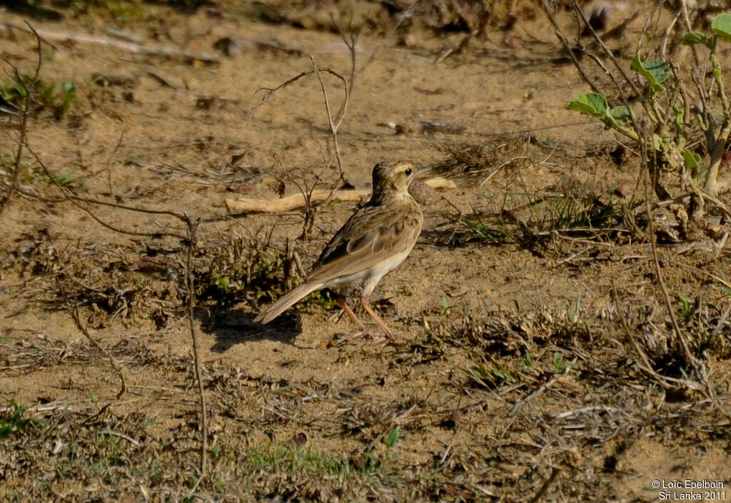 Paddyfield Pipit