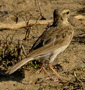 Paddyfield Pipit