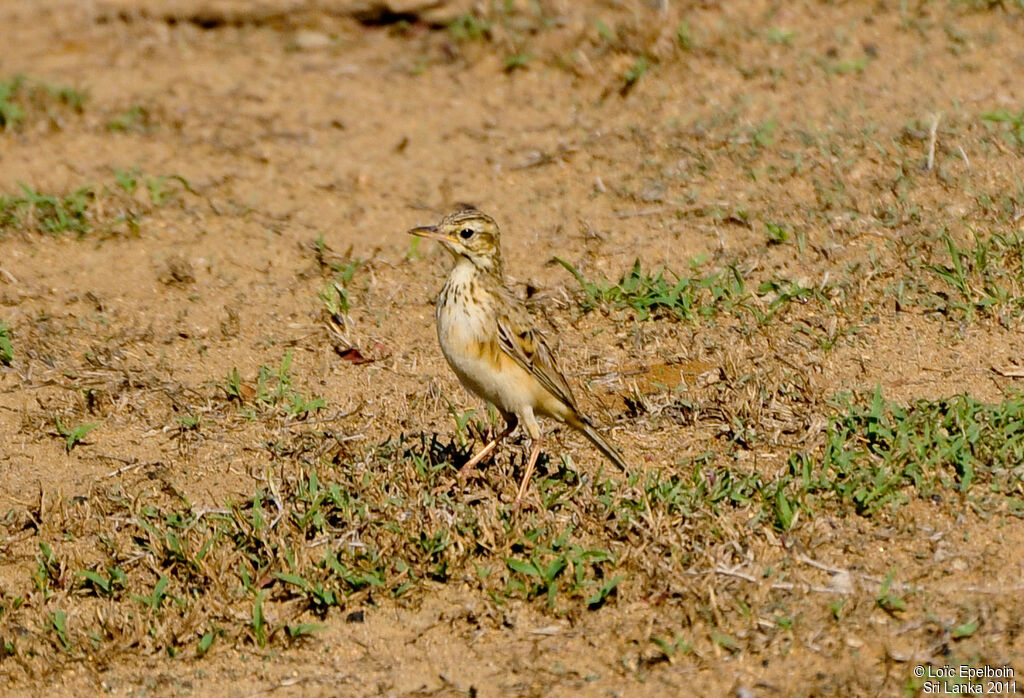 Paddyfield Pipit