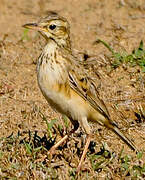 Paddyfield Pipit