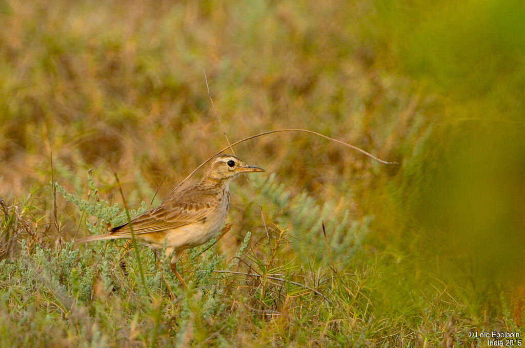 Paddyfield Pipit