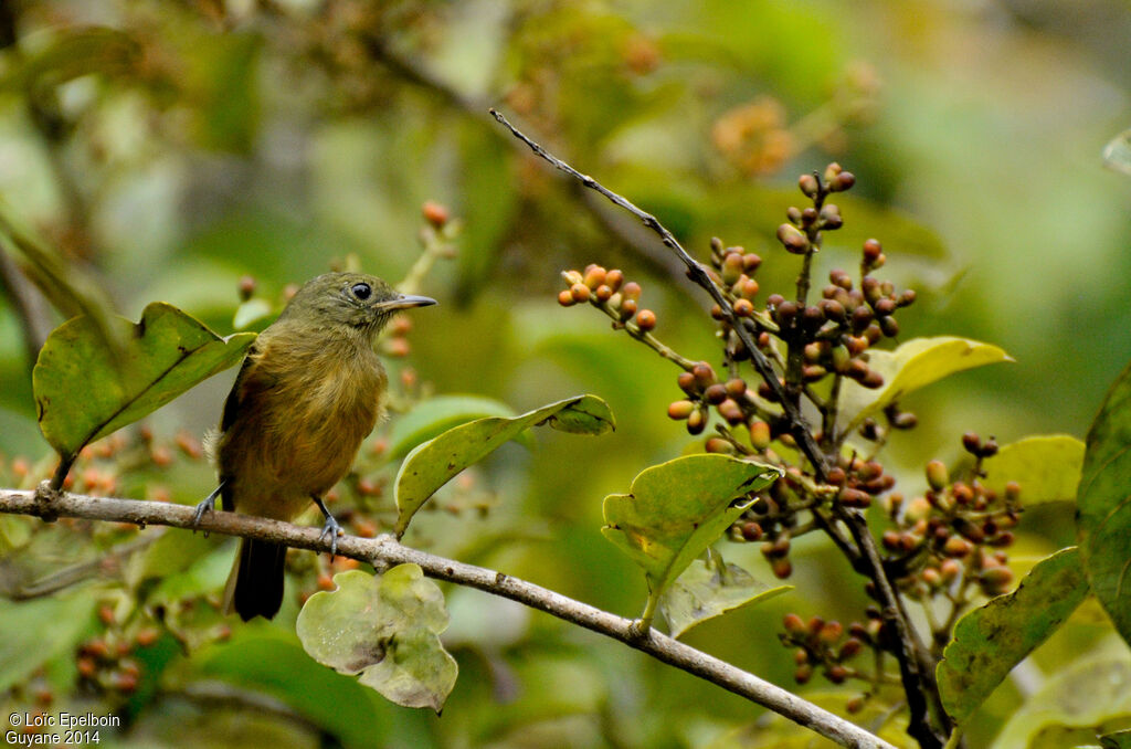 McConnell's Flycatcher