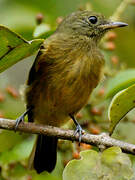 McConnell's Flycatcher