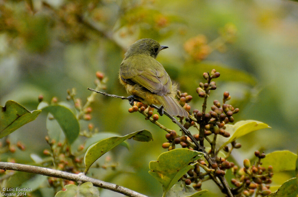 McConnell's Flycatcher