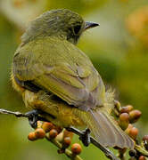 McConnell's Flycatcher